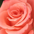 Rózsaszín - Teahibrid rózsa - Bettina '78